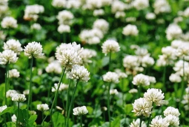 газонна трава, чим можна замінити газонну траву, конюшина повзуча, вероніка ниткоподібна, аюга, барвінок, очиток помилковий або Седум