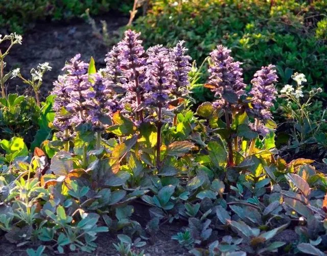 газонна трава, чим можна замінити газонну траву, конюшина повзуча, вероніка ниткоподібна, аюга, барвінок, очиток помилковий або Седум