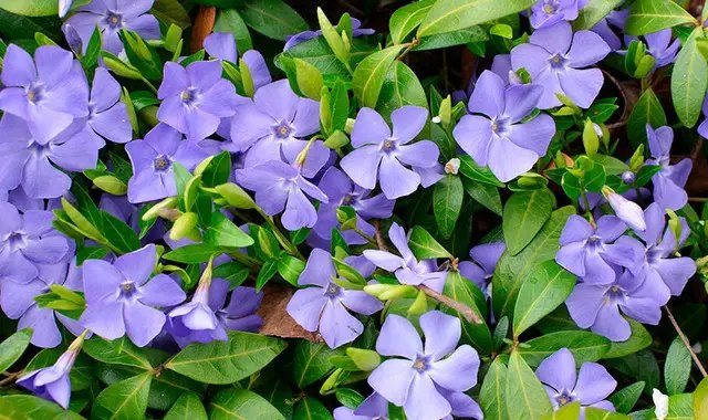 газонна трава, чим можна замінити газонну траву, конюшина повзуча, вероніка ниткоподібна, аюга, барвінок, очиток помилковий або Седум