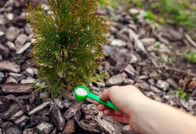 хвойные, выращивание хвойных, подкормка хвойных, осенняя подкормка хвойных, особенности подкормки хвойных