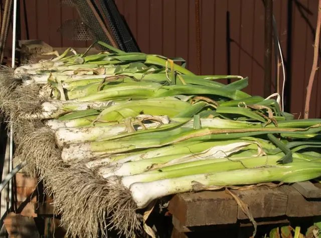 Цибуля-порей може місяцями зберігатись у погребі або підвалі. як зберігати цибулю порей на зиму, як зберігати порей на зиму, як зберігати цибулю порей, цибуля порей зберігання, як зберігати цибулю в погребі, як зберігати цибулю, як зберігати порей, зберігання цибулі взимку, вирощування цибулі-порей, зберігання цибулі-порей, зберігання цибулі-порей взимку, зберігання цибулі-порей у квартирі, зберігання цибулі-порей у погребі