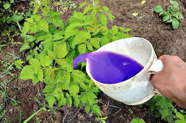 малина, вирощування малини, посадка малини, догляд за малиною, підживлення малини, осіннє підживлення малини, нюанси осіннього підживлення малини