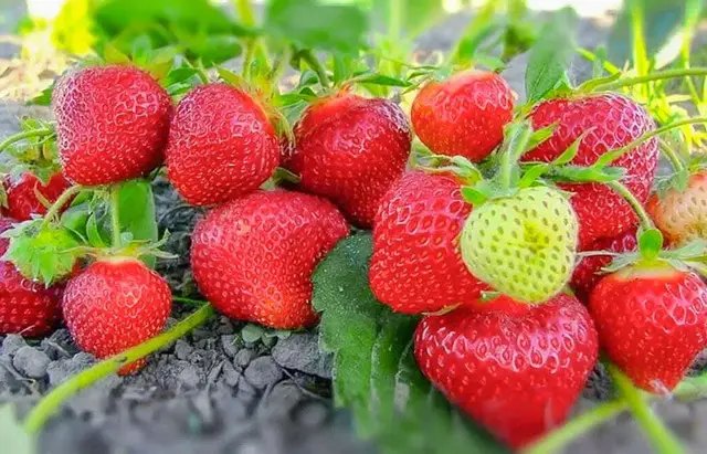 полуниця, вирощування полуниці, догляд за полуницею, підготовка полуниці до зими, обрізка полуниці, підживлення полуниці, укриття полуниці на зиму