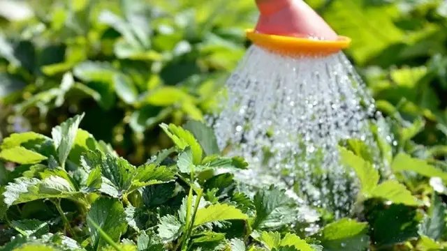 полуниця, вирощування полуниці, догляд за полуницею, підготовка полуниці до зими, обрізка полуниці, підживлення полуниці, укриття полуниці на зиму