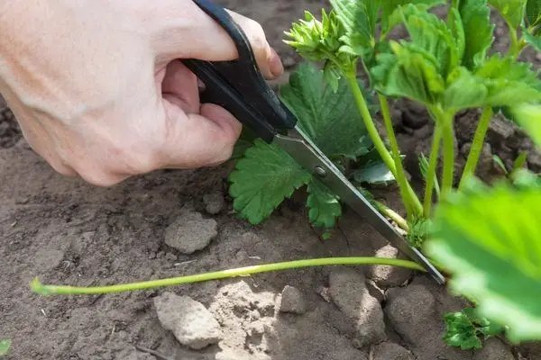 полуниця, вирощування полуниці, догляд за полуницею, підготовка полуниці до зими, обрізка полуниці, підживлення полуниці, укриття полуниці на зиму