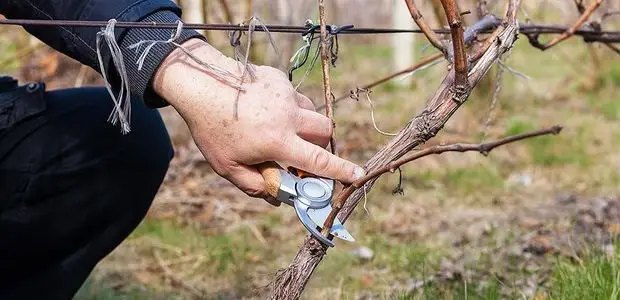 Обрізка лимонника китайського починається на третій рік після посадки. лимонник китайський, вирощування лимонника китайського, догляд за лимонником китайським, обрізка лимонника, підживлення лимонника, полив лимонника