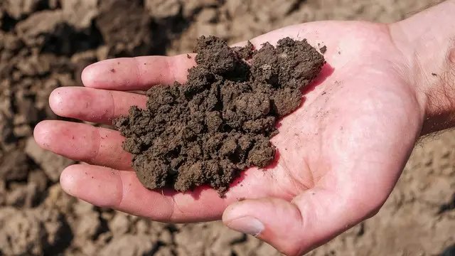 грунт, засоленість грунту, ознаки засолених грунтів, негативні наслідки засолених грунтів, методи боротьби з засоленими грунтами