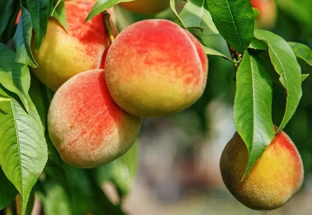 персики, вирощування персиків, посадка персиків, догляд за персиками, укриття персиків на зиму, як утеплити персики, підготовка персиків до холодів