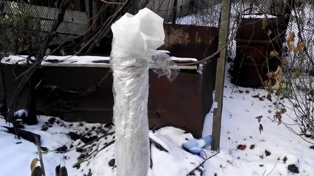 персики, вирощування персиків, посадка персиків, догляд за персиками, укриття персиків на зиму, як утеплити персики, підготовка персиків до холодів