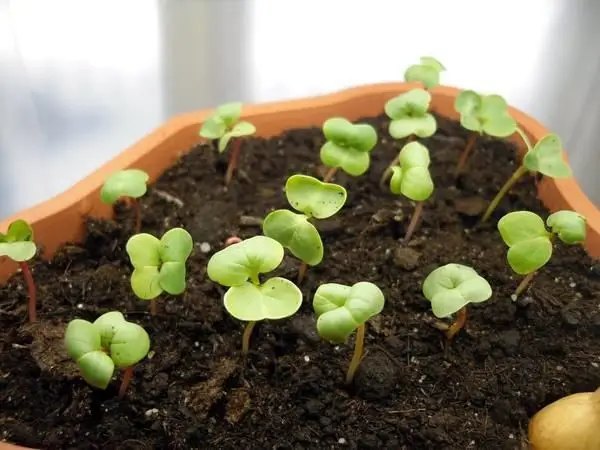 Семена редиса можно сеять непосредственно в почву. редис, выращивание редиса, выращивание редиса на подоконнике, выращивание редиса на подоконнике зимой