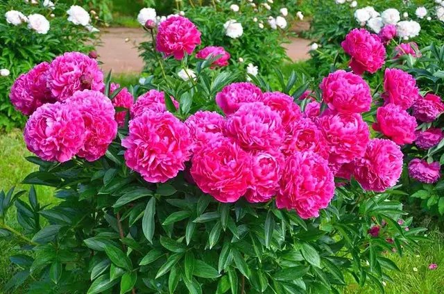 Осенняя посадка имеет много преимуществ, если сравнивать ее с весенней или летней. пионы, выращивание пионов, посадка пионов, деление пионов, посадка и деление пионов осенью