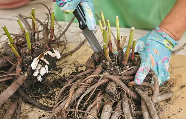 пионы, выращивание пионов, посадка пионов, деление пионов, посадка и деление пионов осенью
