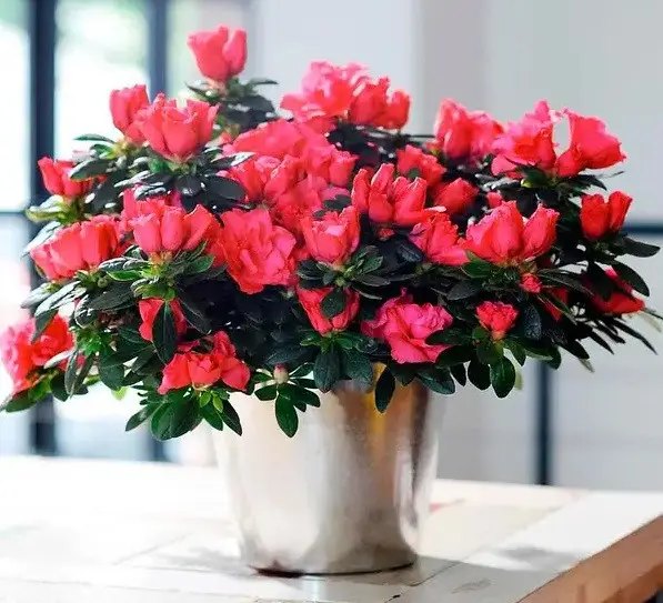 рослини, кімнатні рослини, вирощування рослин, примхливі кімнатні рослини, топ 6 найбільш примхливих кімнатних рослин