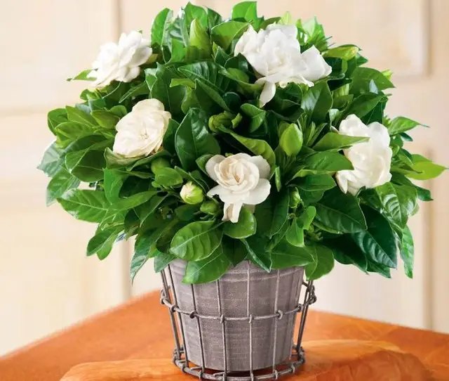 рослини, кімнатні рослини, вирощування рослин, примхливі кімнатні рослини, топ 6 найбільш примхливих кімнатних рослин