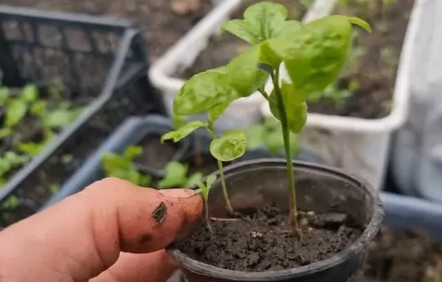 маракуйя, вирощування маракуї, посадка маракуї, догляд за маракуєю, вирощування маракуї в домашніх умовах