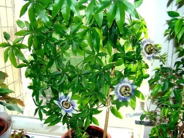 маракуйя, вирощування маракуї, посадка маракуї, догляд за маракуєю, вирощування маракуї в домашніх умовах