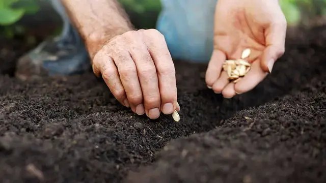 розсада, вирощування розсади, корисні поради для вирощування розсади, як виростити здорову розсаду