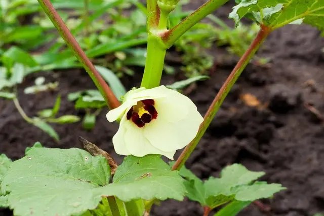 В умовах нашого клімату бамію рекомендовано вирощувати розсадним методом. бамія, вирощування бамії, посадка бамії, догляд за бамією, особливості вирощування бамії