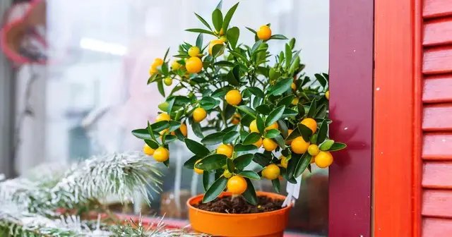 мандарин, мандаринове дерево, вирощування мандаринового дерева, вирощування мандаринового дерева у домашніх умовах