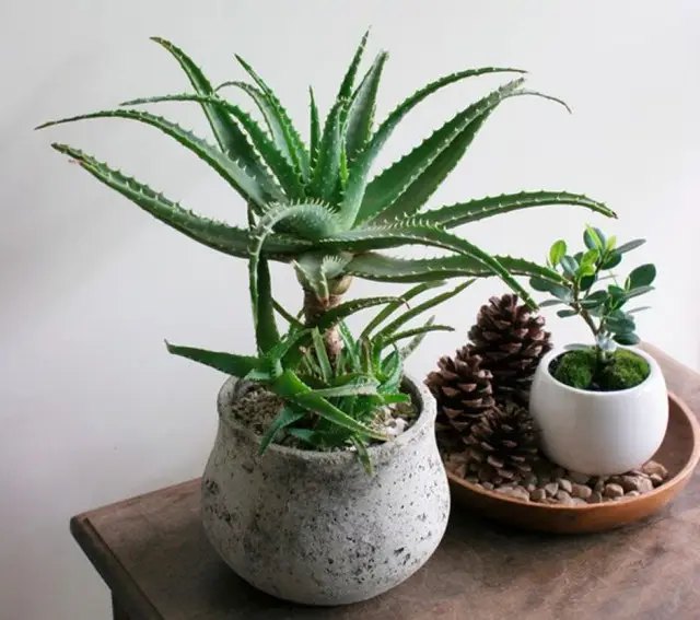 Алое вера рослини, кімнатні рослини, вирощування кімнатних рослин, кімнатні рослини, які не потребують частого поливу, топ 7 кімнатних рослин, які не потребують частого поливу