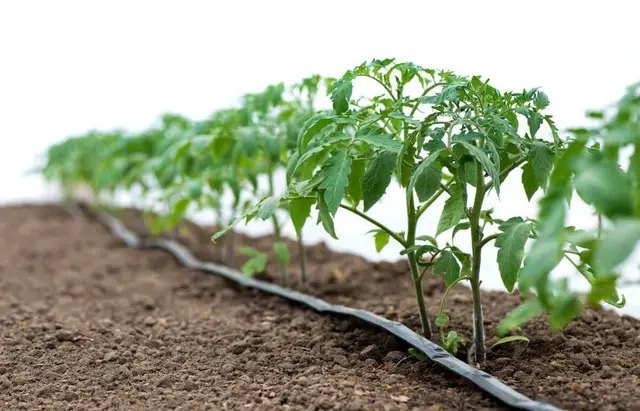 стрічка, крапельна стрічка, вибір крапельної стрічки, види крапельних стрічок, яку крапельну стрічку краще вибрати