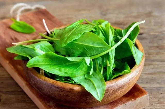 щавель, вирощування щавлю, посадка щавлю, догляд за щавлем, особливості вирощування щавлю, особливості вирощування щавлю на ділянці