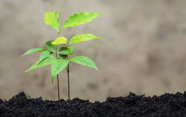 грунт, родючість грунту, як покращити родючість грунту, причини погіршення родючості грунту, як збільшити родючість грунту