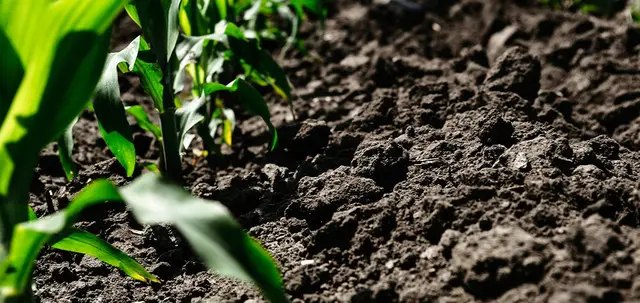 грунт, родючість грунту, як покращити родючість грунту, причини погіршення родючості грунту, як збільшити родючість грунту