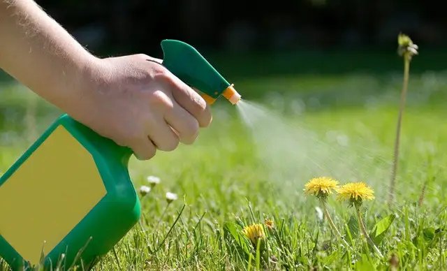 Гербициды – это разнообразные химические препараты, применяемые для борьбы с сорняками. гербициды, доходные гербициды, что такое доходные гербициды, применение доходных гербицидов, как использовать доходные гербициды