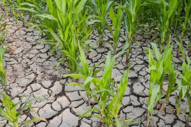 Зачем используют доходные гербициды? гербициды, доходные гербициды, что такое доходные гербициды, применение доходных гербицидов, как использовать доходные гербициды