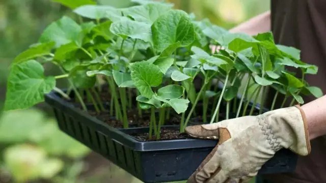 розсада, посадка розсади, вирощування розсади, догляд за розсадою, полив розсади, особливості поливу розсади