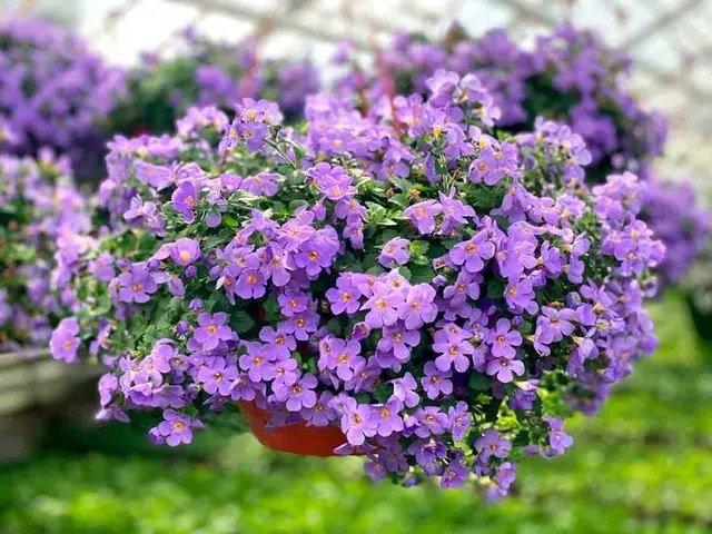 рослини, підвісні рослини, квіти у підвісних горщиках, рослини для балкону та саду, вирощування рослин для балкону та саду, догляд за рослинами для балкону та саду