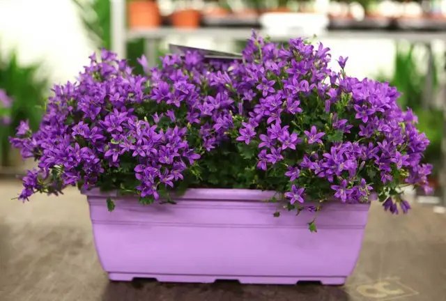 рослини, підвісні рослини, квіти у підвісних горщиках, рослини для балкону та саду, вирощування рослин для балкону та саду, догляд за рослинами для балкону та саду