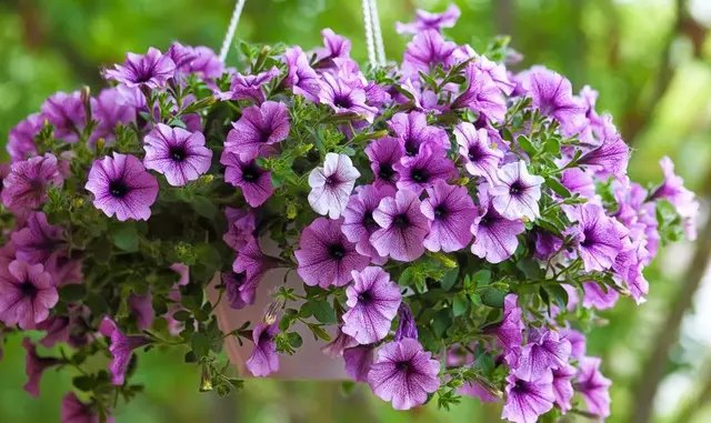 растения, подвесные растения, цветы в подвесных горшках, растения для балкона и сада, выращивание растений для балкона и сада, уход за растениями для балкона и сада