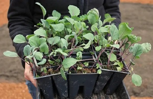 капуста, розсада капусти, вирощування розсади капусти, посадка розсади капусти, догляд за розсадою капусти, грунт для розсади капусти, ємності для розсади капусти