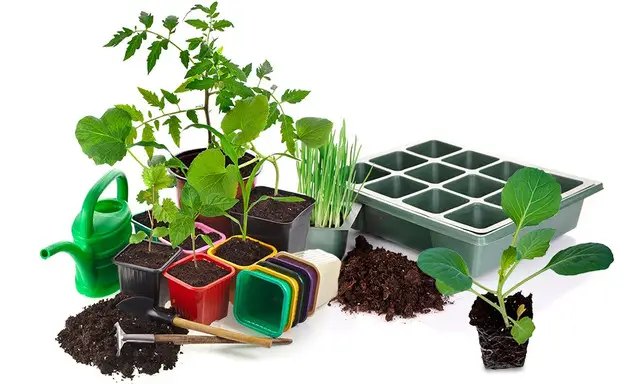 капуста, розсада капусти, вирощування розсади капусти, посадка розсади капусти, догляд за розсадою капусти, грунт для розсади капусти, ємності для розсади капусти