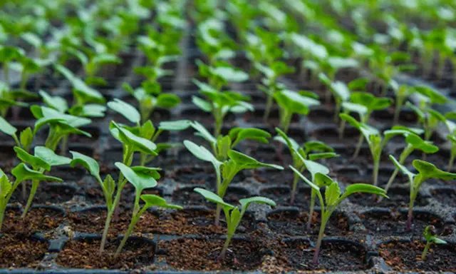 капуста, розсада капусти, вирощування розсади капусти, посадка розсади капусти, догляд за розсадою капусти, грунт для розсади капусти, ємності для розсади капусти