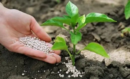 Внекорневое и корневое питание болгарского перца удобрением Yara. перец, болгарский перец, удобрение Yara, выращивание перца, подкормка болгарского перца, программа питания перца Yara, внесение удобрения Yara для перца