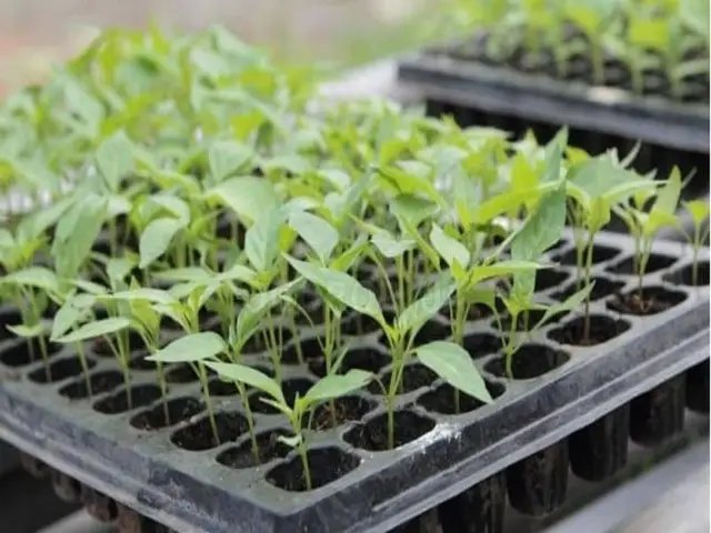 баклажани, вирощування баклажанів, посадка розсади баклажанів, вирощування розсади баклажанів у торфʼяних таблетках, вирощування розсади баклажанів у торфʼяних касетах