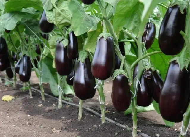 баклажани, вирощування баклажанів, посадка розсади баклажанів, вирощування розсади баклажанів у торфʼяних таблетках, вирощування розсади баклажанів у торфʼяних касетах