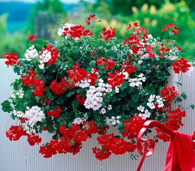 пеларгонія, вирощування пеларгонії, посадка пеларгонії, догляд за пеларгонією, вирощування пеларгонії в домашніх умовах