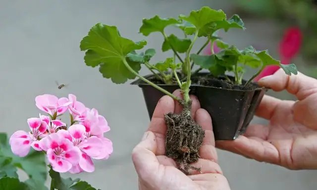 пеларгонія, вирощування пеларгонії, посадка пеларгонії, догляд за пеларгонією, вирощування пеларгонії в домашніх умовах