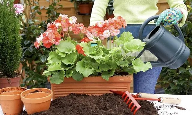 пеларгонія, вирощування пеларгонії, посадка пеларгонії, догляд за пеларгонією, вирощування пеларгонії в домашніх умовах