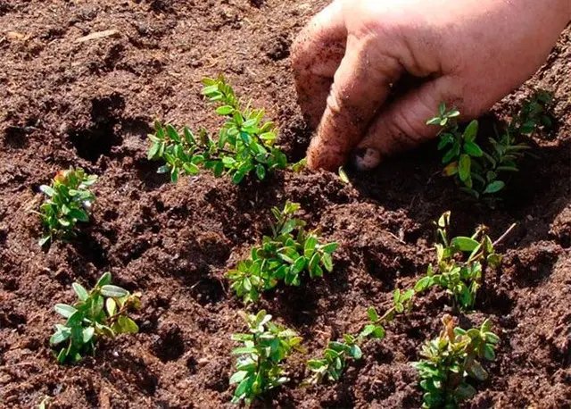 журавлина, журавлина садова великоплідна, вирощування журавлини, посадка журавлини, догляд за журавлиною, особливості вирощування журавлини садової великоплідної