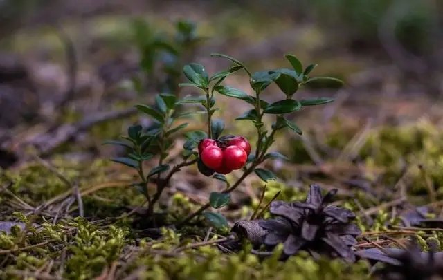 Наилучшим вариантом размножения клюквы является черенкование. клюква, клюква садовая крупноплодная, выращивание клюквы, посадка клюквы, уход за клюквой, особенности выращивания клюквы садовой крупноплодной
