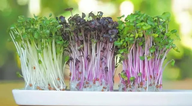 календар, календар садівника, календар городника, місячний календар садівника та городника, місячний календар на квітень 2024 року