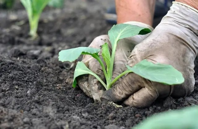 календар, календар садівника, календар городника, місячний календар садівника та городника, місячний календар на квітень 2024 року