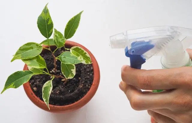 фікус, вирощування фікуса, посадка фікуса, догляд за фікусом, полив фікуса, підживлення фікуса, осипається листя у фікуса, що робити, якщо осипається листя у фікуса