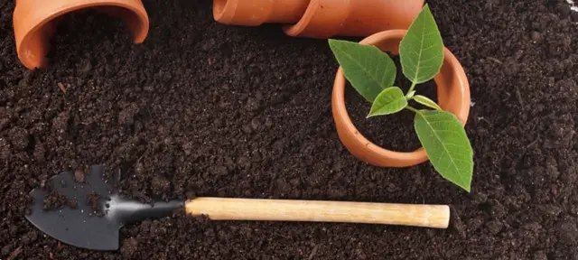 субстрат, торф'яний субстрат, якість субстрату, перевірка якості субстрату, перевірка якості субстрату перед посівом на розсаду