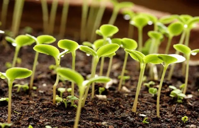 субстрат, торф'яний субстрат, якість субстрату, перевірка якості субстрату, перевірка якості субстрату перед посівом на розсаду